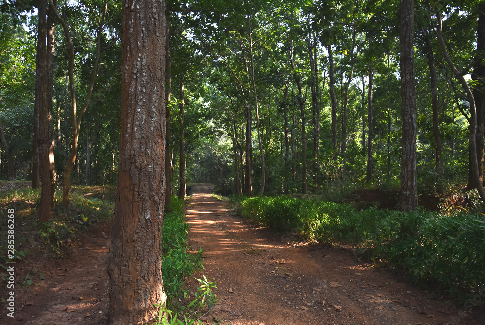 An Earthen Narrow Road inside the Forest An Earthen Narrow Road inside the Forest