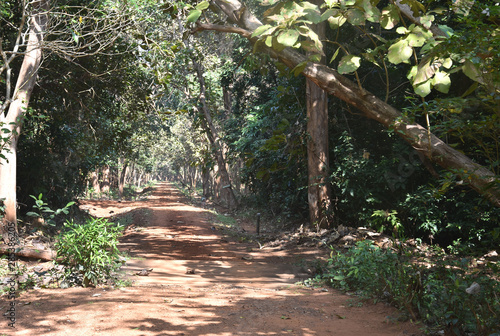 An Earthen Road inside the Forest