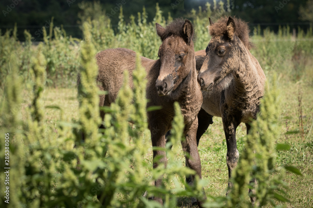 Obraz premium Fohlen im Fellwechsel
