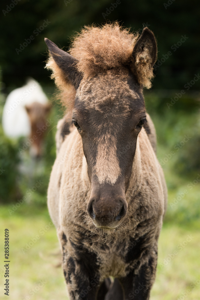 Fototapeta premium Islandfohlen im Fellwechsel