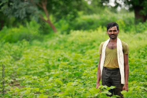 Indian Farmer standing in green cotton farm 