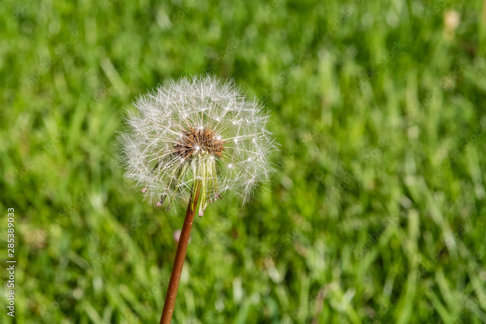 Fototapeta premium Dandelion Summer