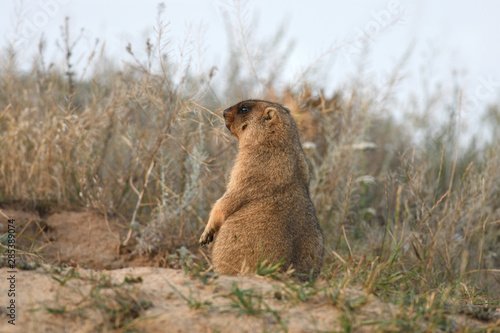 Marmot near a hole in the grass