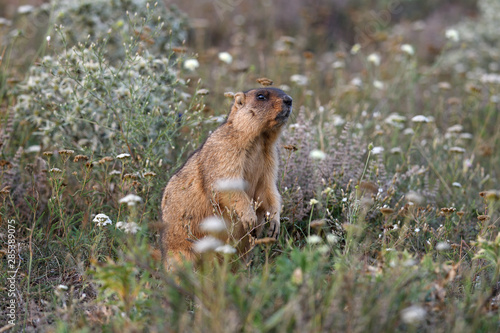 Marmot portrait in summer flowers