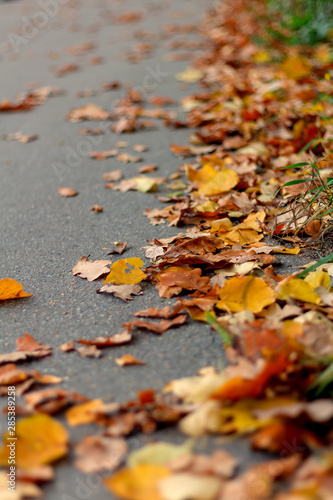 Multi-colored autumn fallen leaves on the ground.