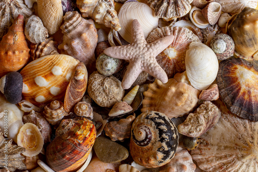 close up of sea shells