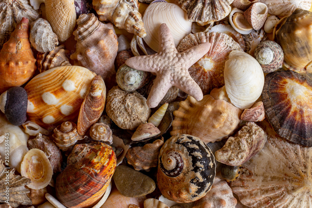 close up of sea shells close up of sea shells