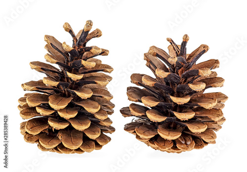 Two beautiful pine cones isolated on a white background