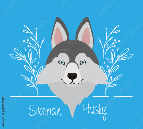 cute siberian huski dog pet head character