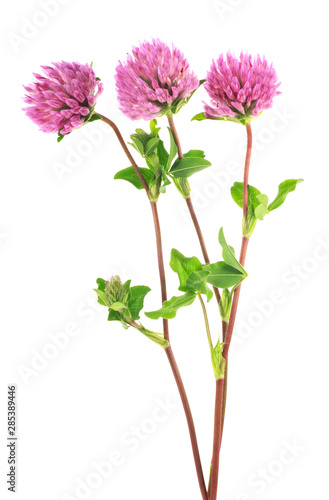 Clover flowers on a stem with green leaves, white background.