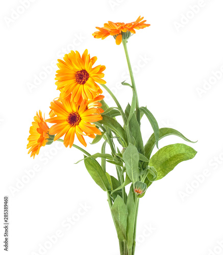 Bouquet of medical flower on a white background - Calendula officinalis.