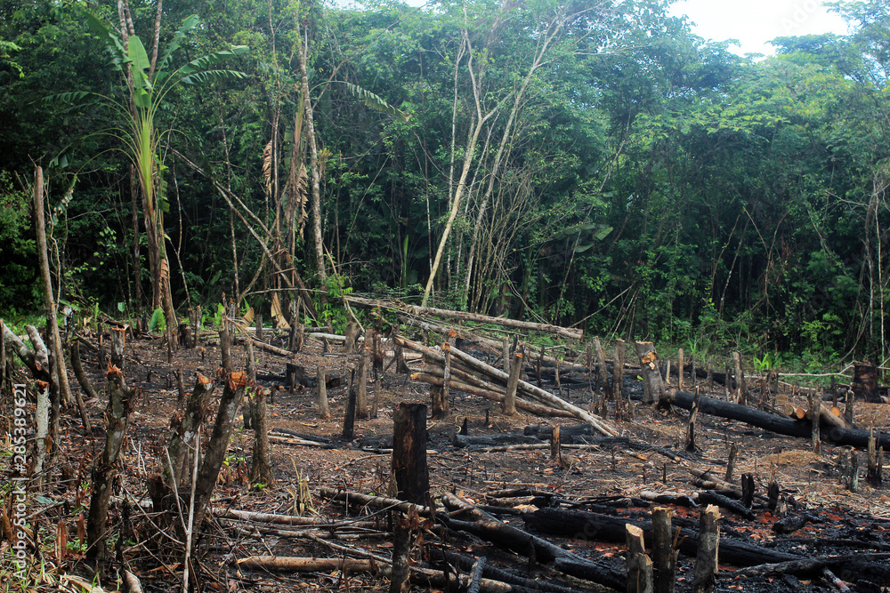 Deforestation of the Amazon rainforest, through slash-and-burn Deforestation of the Amazon rainforest, through slash-and-burn
