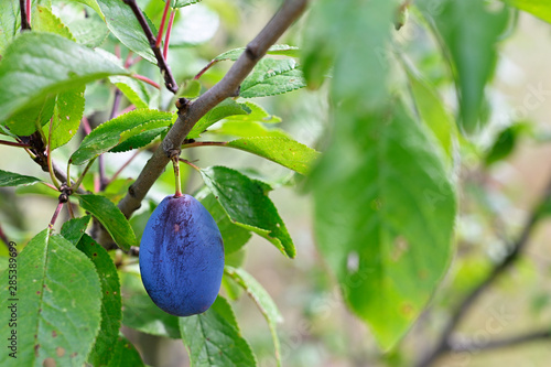 Ripe plum fruit on tree.