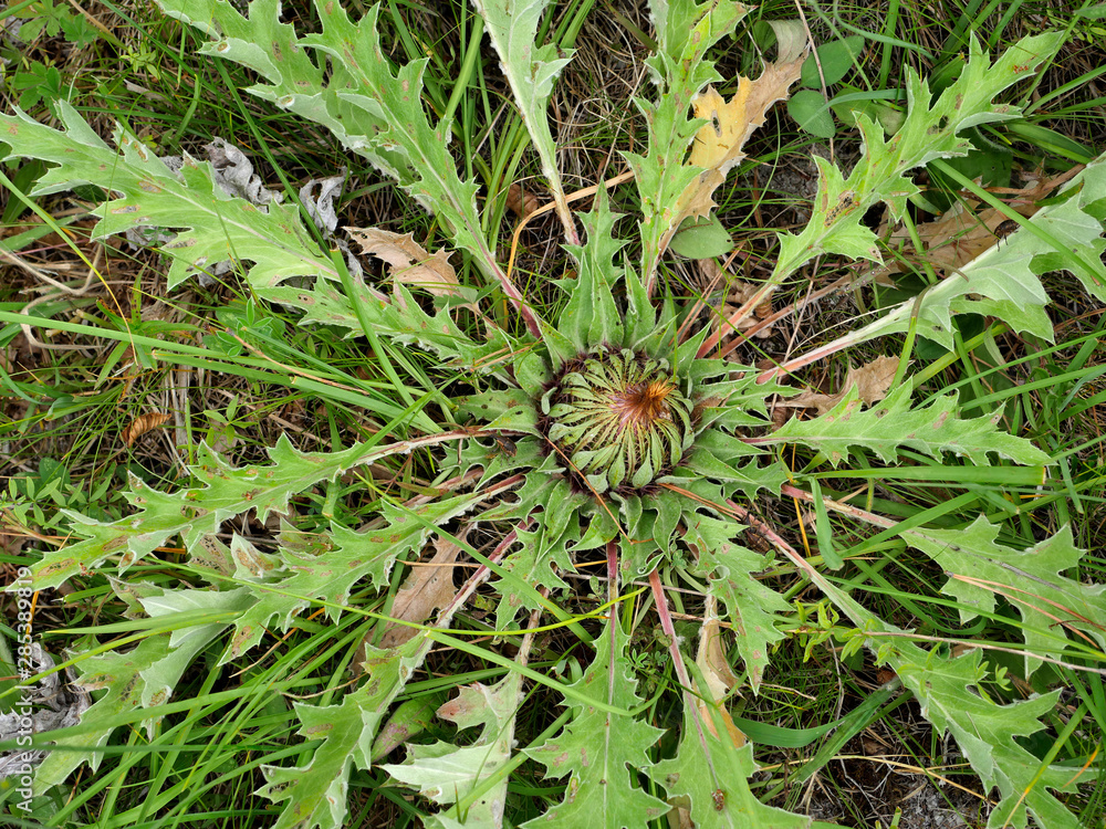 Dziko rosnącey Dziewięćsił popłocholistny (Carlina acanthifolia subsp) bardzo rzadka roślina ciepłolubna  kwitnąca na  murawach wśród pól w porannym ciepłym dniu  - obrazy, fototapety, plakaty 