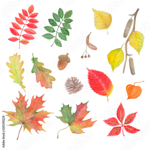 Watercolor autumn. Set of autumn leaves.