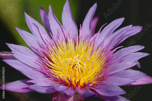 Close up of violet water lily  Nature background