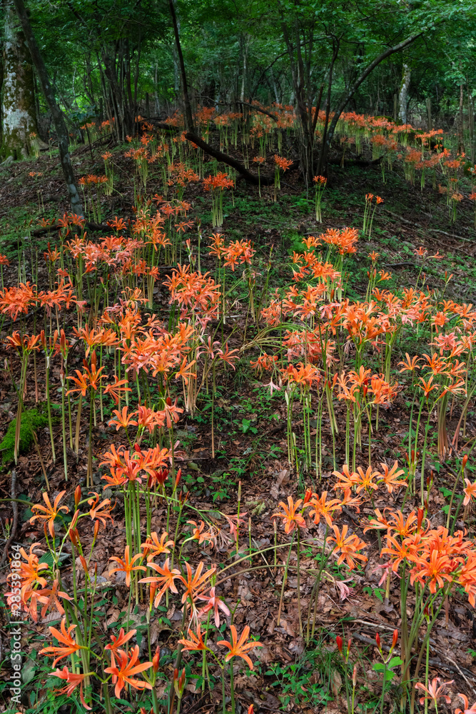 Obraz premium オオキツネノカミソリ04