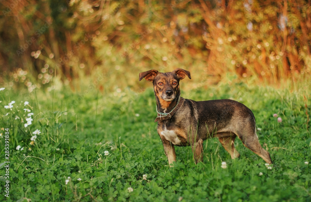 little brown dog for a walk at sunset little brown dog for a walk at sunset