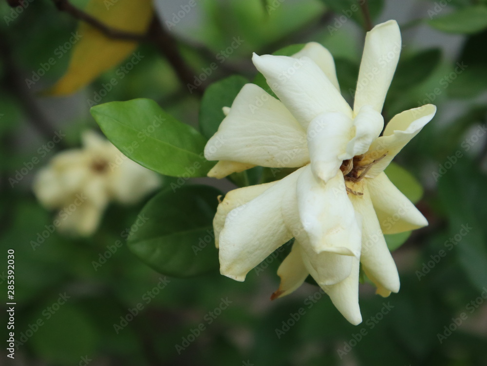 Gerdenia Crape Jasmine 01 Gerdenia Crape Jasmine 01