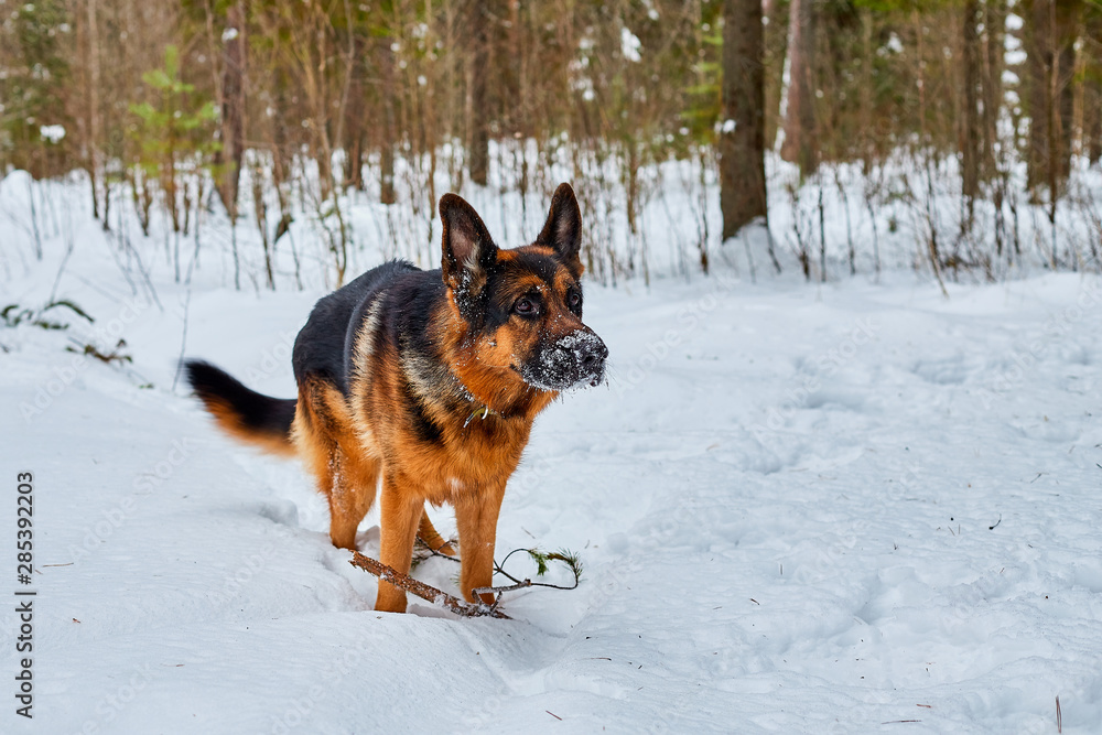Dog German Shepherd in a winter day Dog German Shepherd in a winter day