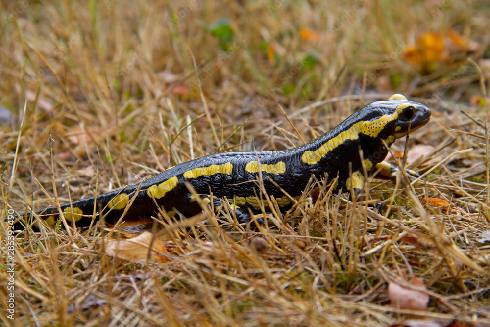 Fototapeta premium Fire salamander, Salamandra salamandra, crawling in grass