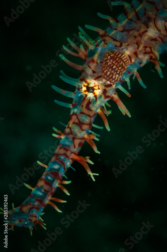 The face and eye of an Ornate Ghost Pipefish (Solenostomus paradoxus) on the Rimax Point dive site, Lembeh Straits, North Sulawesi, Indonesia © timsimages.uk