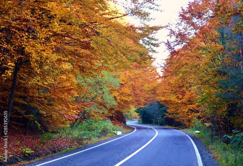 the road entering a tunnel of yellowed trees