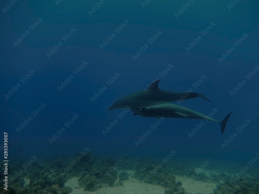 Fototapeta premium Common Bottlenose Dolphin (Tursiops truncatus)