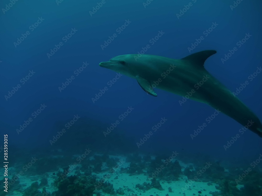Common Bottlenose Dolphin (Tursiops truncatus) Common Bottlenose Dolphin (Tursiops truncatus)