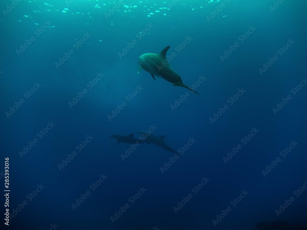 Fototapeta premium Common Bottlenose Dolphin (Tursiops truncatus)