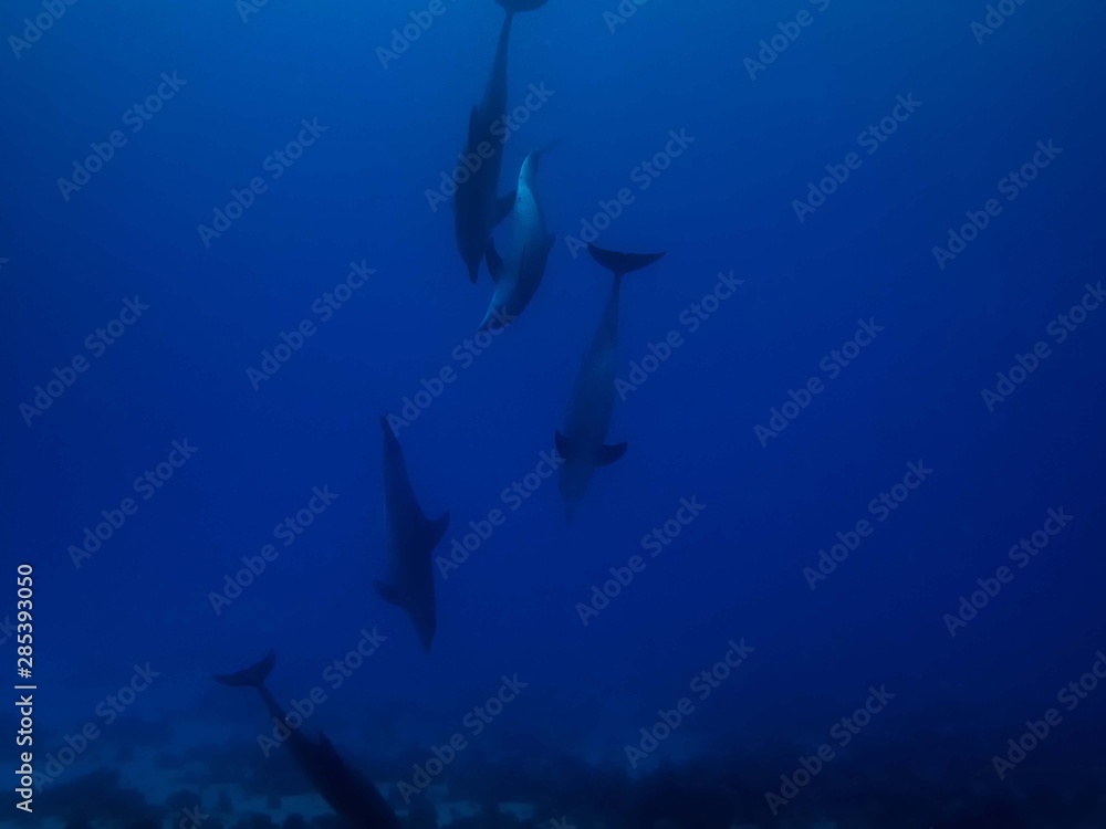 Common Bottlenose Dolphin (Tursiops truncatus) Common Bottlenose Dolphin (Tursiops truncatus)