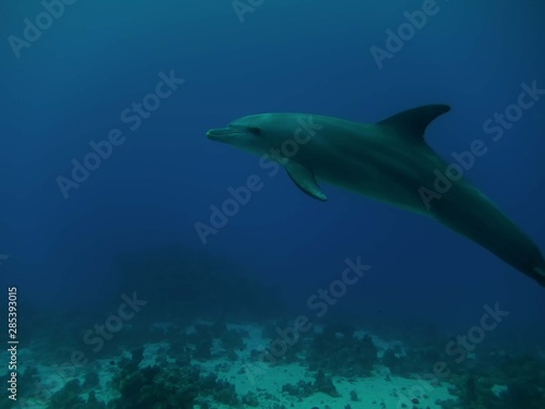 Common Bottlenose Dolphin (Tursiops truncatus) © Rob