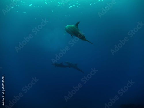 Common Bottlenose Dolphin (Tursiops truncatus) © Rob