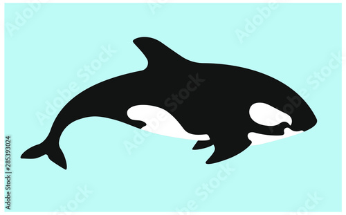 Orca killer whale  flat illustration.