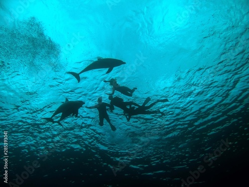 Common Bottlenose Dolphin  Tursiops truncatus 