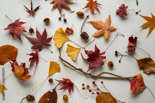 秋の枯葉 落ち葉 実 どんぐり 木の実 Stock 写真 Adobe Stock