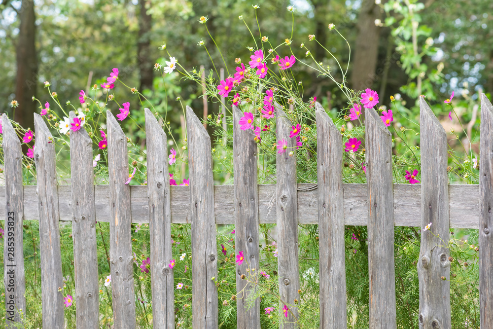 Country garden, wooden fence and colorful flowers Country garden, wooden fence and colorful flowers