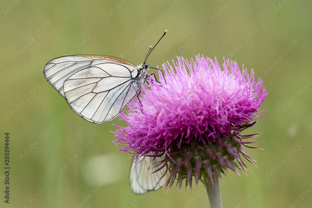 butterfly on flower butterfly on flower