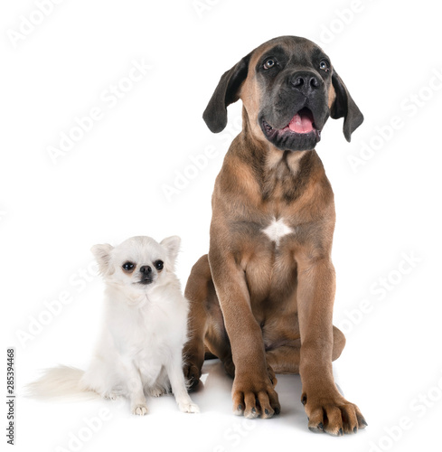 Fototapeta Naklejka Na Ścianę i Meble -  puppy cane corso and chihuahua