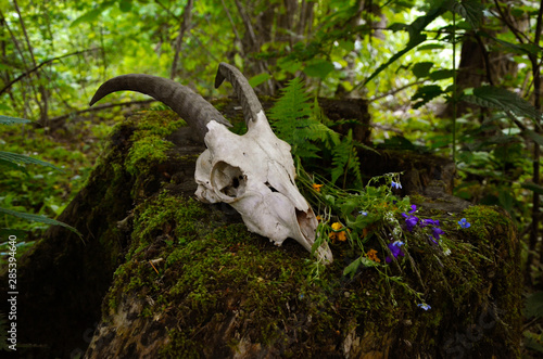 goat skull in forest