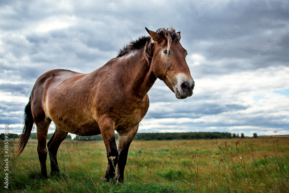 A horse stands in the middle of a field A horse stands in the middle of a field