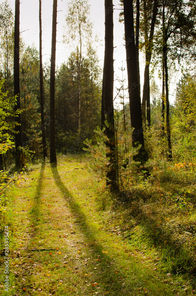 shadows of pine tree trunks on the forest path shadows of pine tree trunks on the forest path