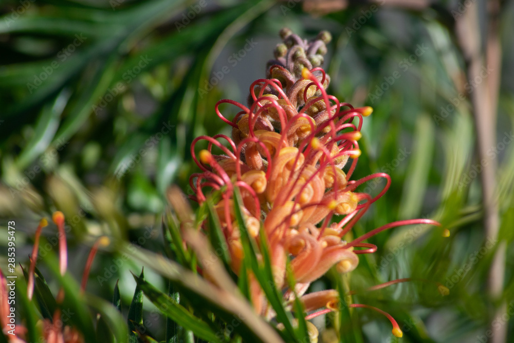 Macro image of blooming orange Grevillea Superb in the sun Macro image of blooming orange Grevillea Superb in the sun