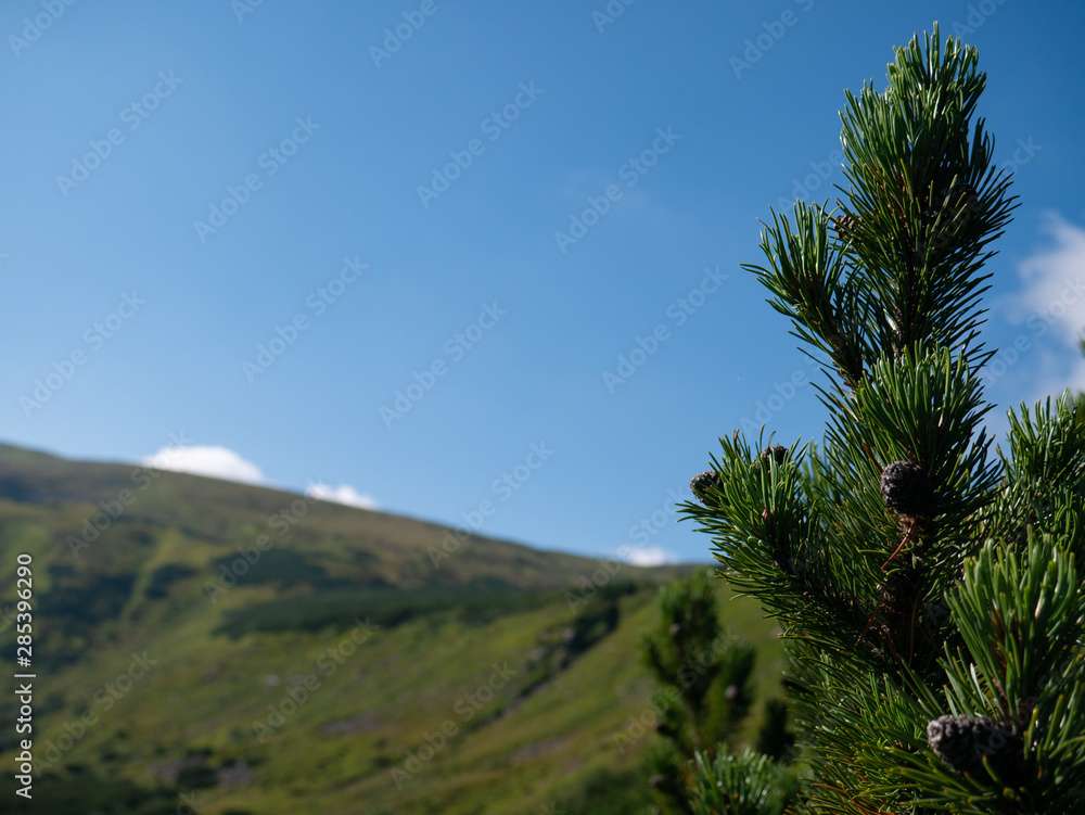 Obraz premium Mountain valley during sunrise / sunset. Natural summer landscape. Colorful summer landscape in the Carpathian mountains.