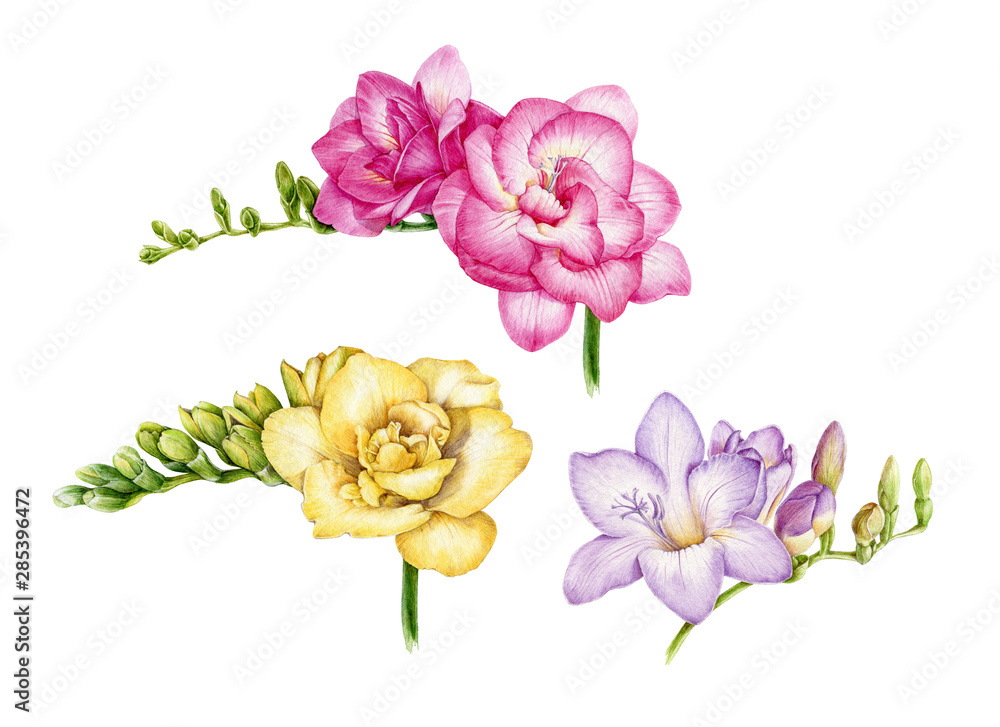Freesia flower pink, yellow, violet watercolor painting illustration set. Hand painted botanical tender flowers with green buds in the full bloom. Isolated on white background