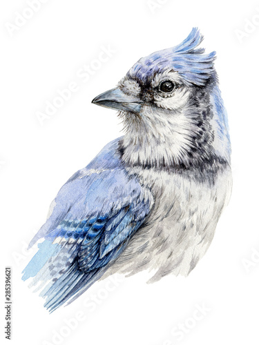 Stampa su tela Watercolor illustration of a blue jay bird