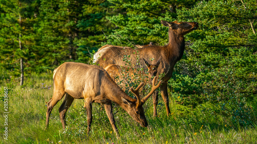grazing elk