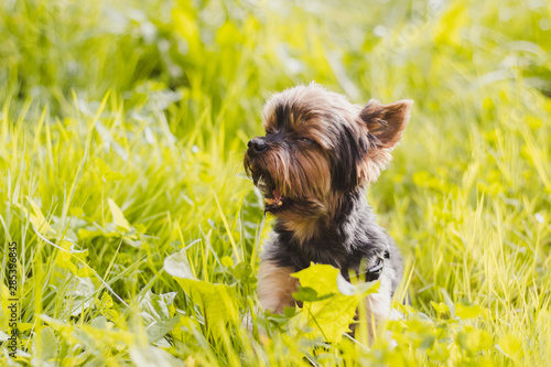 Yokshire Terrier for a walk in the grass. little dog. a pet . photo