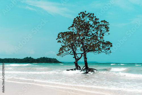 Mangrove tree islet viewed from the water surface, Bocas del Toro,Caribbean sea, Panama photo
