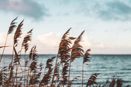 Tableau sur toile Wonderful View through the Reeds on the Baltic Sea - Jutland - Denmark